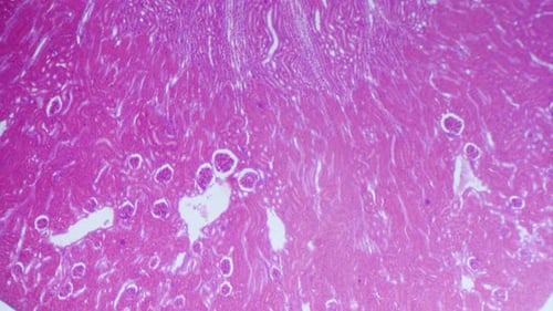 Microscopic Zoom of Vibrant Pink Tissue Sample