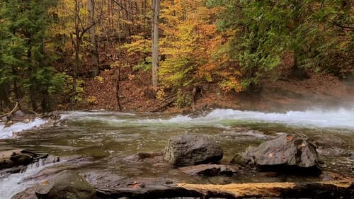 Geschwollener Fluss im Wald im Herbst, schnell fließender Waldbach