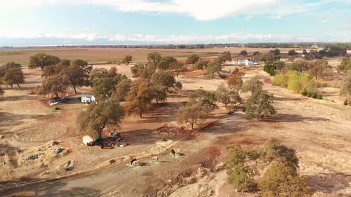Aerial drone fly over of horses in a field on a rural farm.