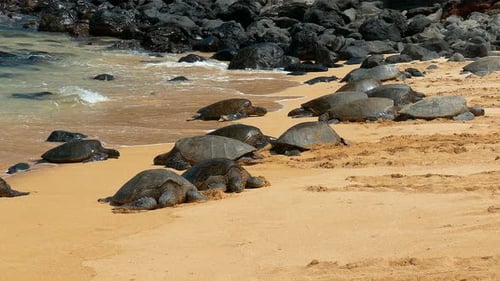 Aufnahmen von Meeresschildkröten am Ho'okipa Beach, auf der Insel Maui, Hawaii