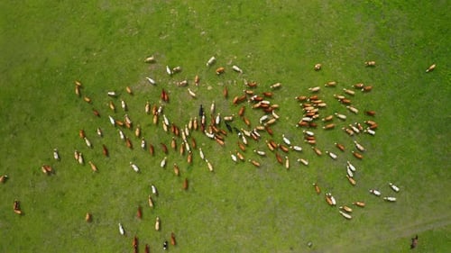 Aerial View Cows Graze on a Green Pasture
