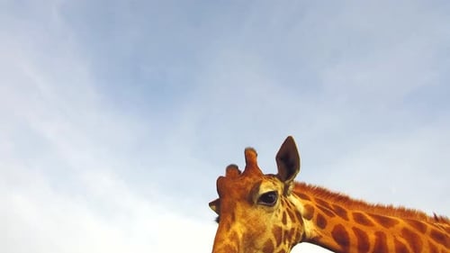 Tier-, Natur- und Wildtierkonzept - Giraffe in Afrika Afrika