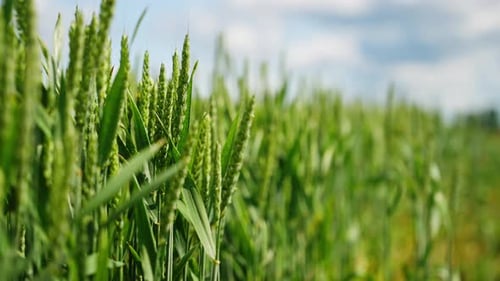 Growing wheat