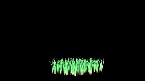 Bent Grass Growing