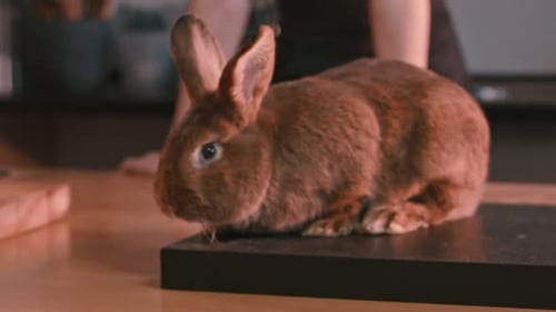 Rabbit resting on block in indoor setting