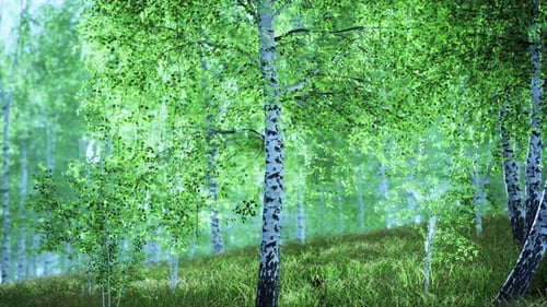 Spring in the Birch Grove Forest