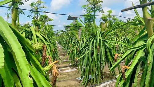 Dragon Fruit Plantation in a Rural Agricultural Setting
