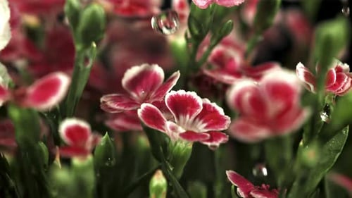 Falling Drops of Water on Red Flowers Filmed is Slow Motion 1000 Fps