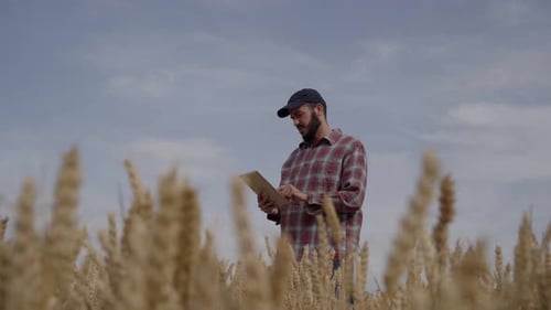 Serious Agronomist Engineer Using Tablet to Analyze State of Wheat Field