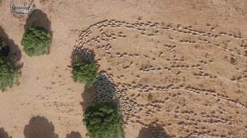 Aerial View of Sheep Herd Grazing in Field