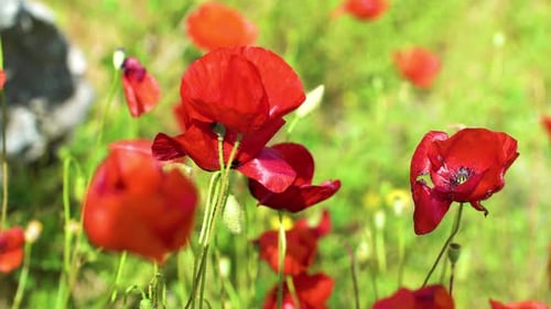 Hochwertiges Video von Flower