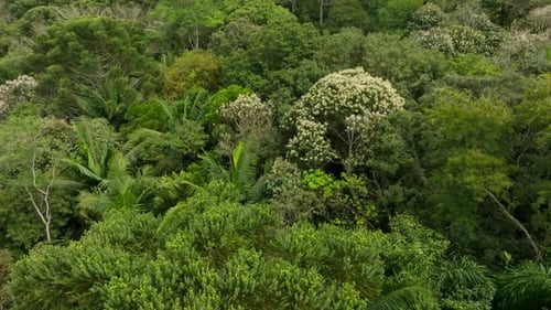 4k Drone Image, Flying Over Many Trees, In The Middle Of The Atlantic Forest, Brazil