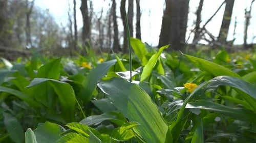 Close up view of fresh green wild garlic leaves, spring essence.