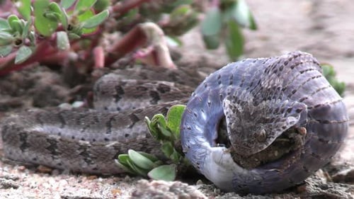 Egg Eater Snake, Close Up. Dasypeltis Scabra Swallowing Egg