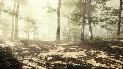 Magic Dark Autumn Forest Scenery with Rays of Warm Light
