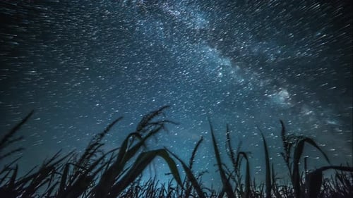 Swirling Stars Behind Corn Stalks Time Lapse