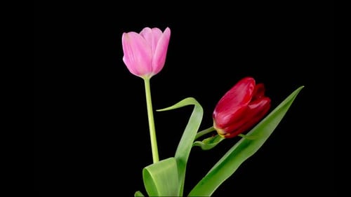 Close Up of Red and Pink Tulips