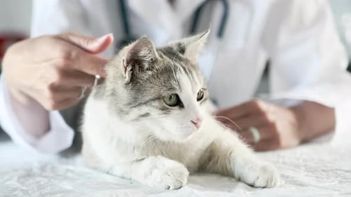 Close-up of a cat lying on a medical table at a veterinarian's appointment, a woman stroking it