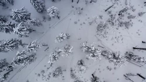 Aerial looking straight down of a forest covered in snow and ice