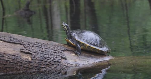 A freshwater turtle basks on a fallen log above the still, reflective woodland water