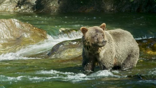 Majestic Grizzly Bear Standing in Mountain River
