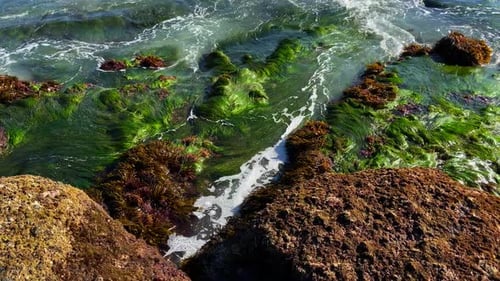 Meeresflut mit grünem Seegras und Felsen 4k 60p.