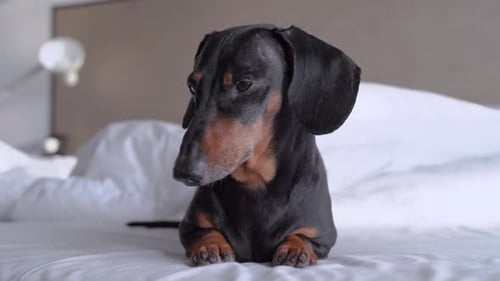 Cute Dachshund Dog Resting on Bed