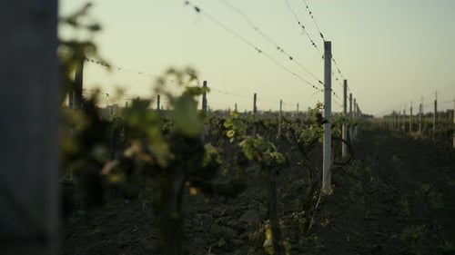 Young grape seedlings growing on vine plantation at sunrise in napa valley