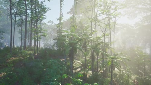 Sunlight Filters Through Trees in Forest