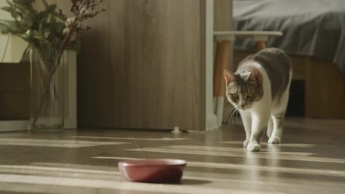 Domestic Cat Walking to Eat Meal