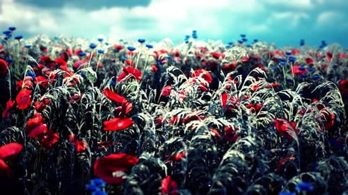 Lebendiges Feld roter und blauer Wildblumen unter bewölktem Himmel im Frühling