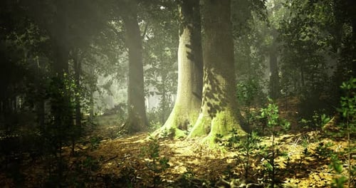 Mist Covered Forest with Sunlight Filtering Through Tall Trees and Foliage