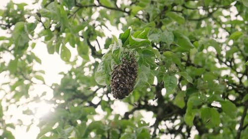 Honeybee Swarm Clustered on a Tree Branch