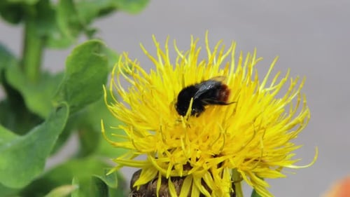 A macro close up shot of a bumble bee on a yellow flower searching for food.