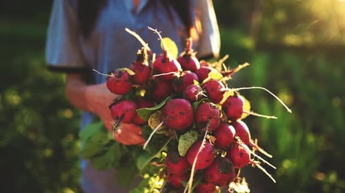 Farmer Hands of Girl Hold Harvested Organic Fresh Harvest of Dirty Radishes in Ground Garden in