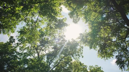 Looking Up to Sunlight Shining Through Bright Green Tree Leaves in Forest Wide Move Shot