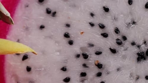 Pink Dragon Fruit Exotic Pitaya or Pitahaya is a Fruit of Several Different Cactus Species Dragon