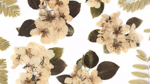 Beautiful floral abstract background with dried white spring apple flowers or cherry blossom