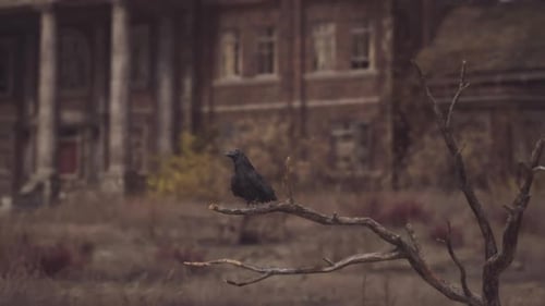 Abandoned Building with a Crow Perched on a Dry Branch at Dusk