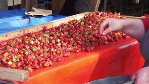 People Choose Strawberries on the Grocery Market