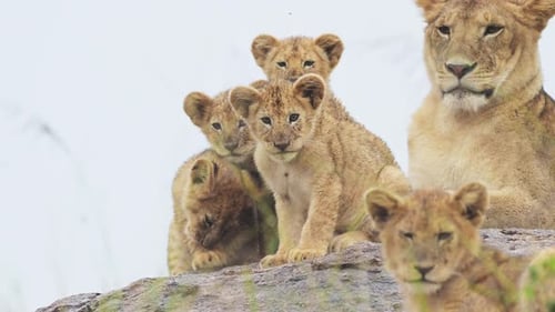 Lions Pride with Lion Cubs in Serengeti National Park in Tanzania in Africa, Mother Lioness with Lot