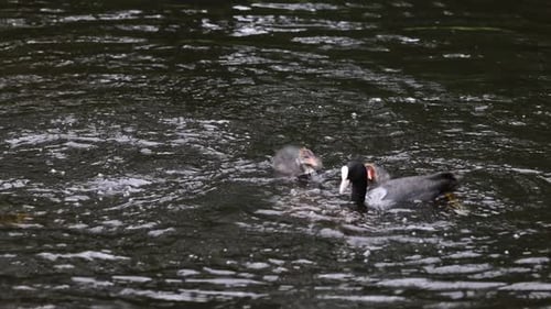 A tranquil scene of a family of coots swimming together in calm waters. The adults lead their fluffy