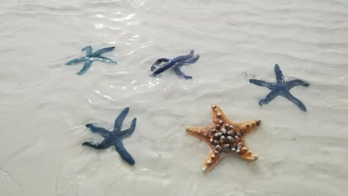Starfish on Sand at Beach with Gentle Waves