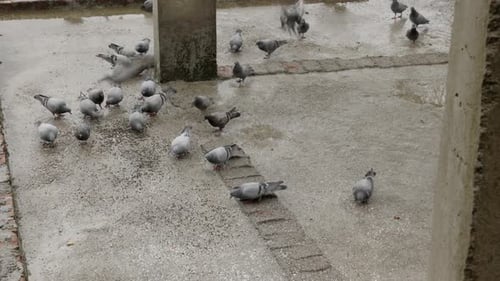 Flock of Pigeons eating seeds