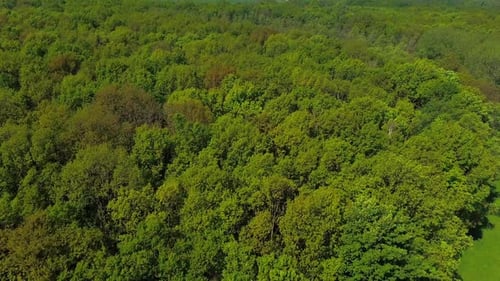 Blick von oben nach unten auf den Wald mit vielen Bäumen