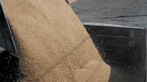 Autumn grain harvest and transportation at the agricultural industry in america