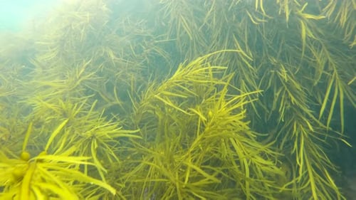 Unterwasseraufnahme von Seetang und Seegras in Zeitlupe an den Küstengewässern Südaustraliens.