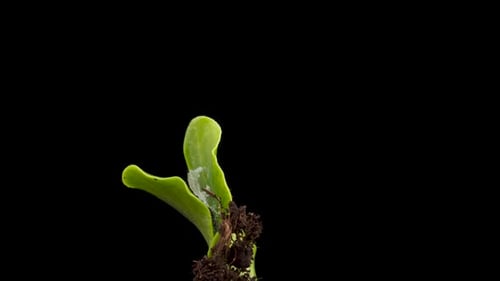 Growing Plants in Spring Timelapse Sprouts Germination Newborn Cucumber Green Seedling
