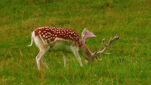 Graceful Deer with Big Antlers in the Wild Wild Animals Walk in Green Meadows