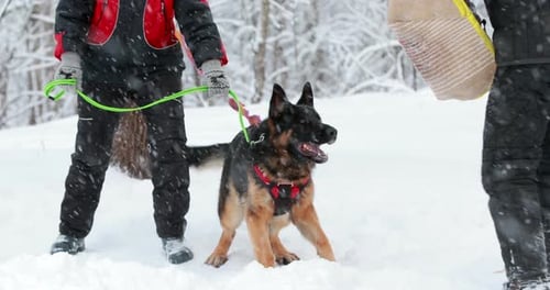 German Shepherd Dog Training